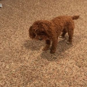 Meet your Posher, Michael